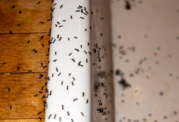 Best Affordable Pest Control Services  in Bonny Doon, CA