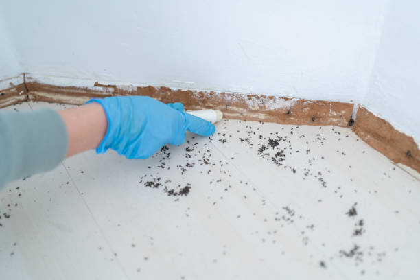 Best Residential Pest Control  in Bonny Doon, CA